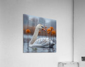 Swan Lake Elegance Acrylic Print