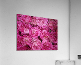 ROSE GARDEN   Acrylic Print
