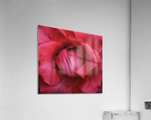 Pink Rose    Acrylic Print