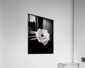 White Rose    Acrylic Print