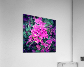 Purple Flowers    Acrylic Print