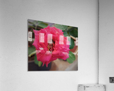 Blooming Red Rose Acrylic Print