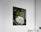 Angel Rose Acrylic Print