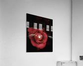 Red Sparkling Rose Acrylic Print