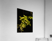Dew Drops Leaves Acrylic Print