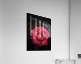 Red-Orange Rose Acrylic Print