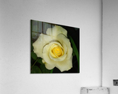 Blooming White Rose  Acrylic Print
