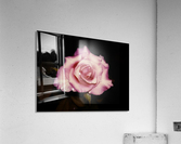 Satin Rose Acrylic Print