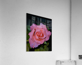 Pink Dew Rose Acrylic Print