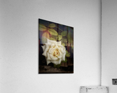 Beautiful Garden White Rose Acrylic Print