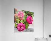 Blooming Roses Acrylic Print