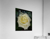 Floribunda Rose Acrylic Print