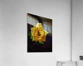 Beautiful Yellow Rose Acrylic Print