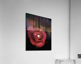 Lighting Rose Acrylic Print