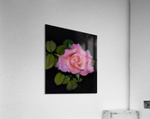 Pink Rose Acrylic Print