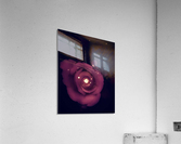 Glittering Rose Acrylic Print