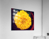 Yellow Chrysanthemum Acrylic Print