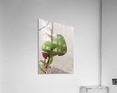Cute Parrot Acrylic Print