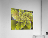 3D LEAF Blooms Acrylic Print