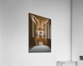 Hares Delight Acrylic Print