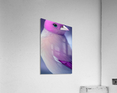 Magenta Purple Bird Acrylic Print