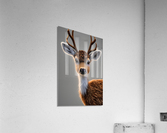 Cute Deer Acrylic Print