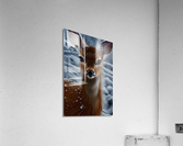 Beautiful Deer Acrylic Print