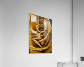 Royal Rose Acrylic Print