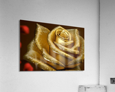 Gold Rose Art Acrylic Print