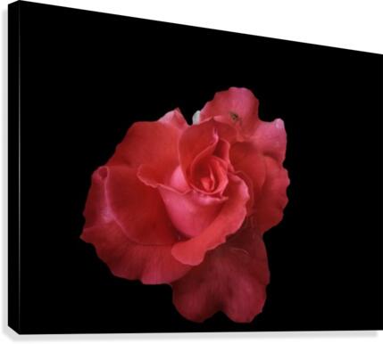 Coral Rose Canvas Print