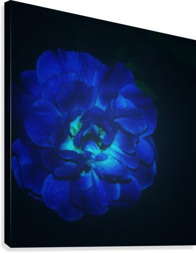 Lucky Blue Rose Canvas Print