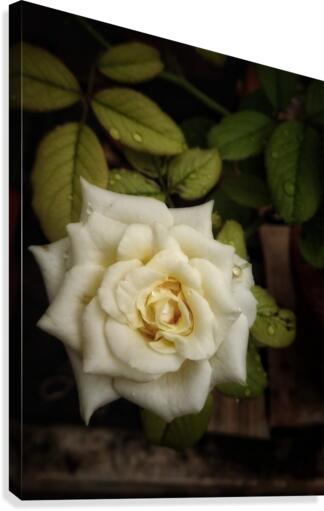 Beautiful Garden White Rose Canvas Print
