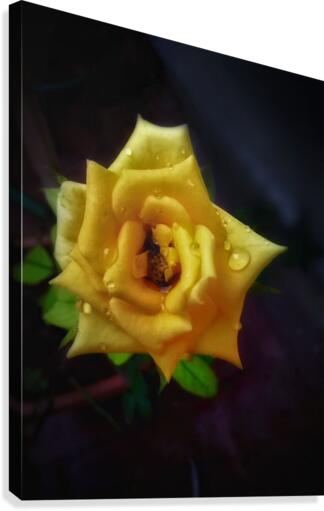 Beautiful Yellow Rose Canvas Print