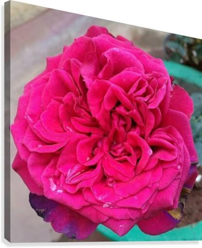 Beautiful Fragrant Rose Canvas Print