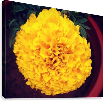Yellow Chrysanthemum Canvas Print