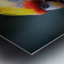 Cockatiel Bird Metal print