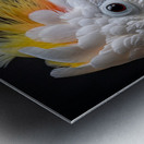 Sulphur Crested cockatoo Metal print