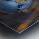 Albatross Bird Metal print