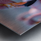 Flamingos  Metal print