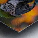 Breathtaking Macaw Metal print