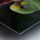 Serene Lovebird Metal print