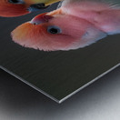 Sweet Couple Metal print