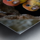 Devoted Lovebirds Metal print