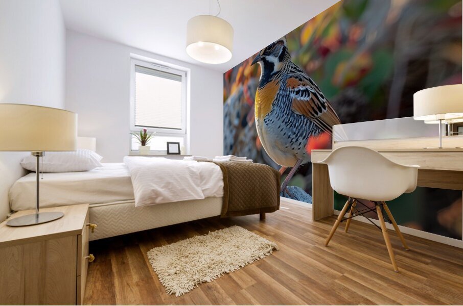 Adorable Quail Bird Mural print