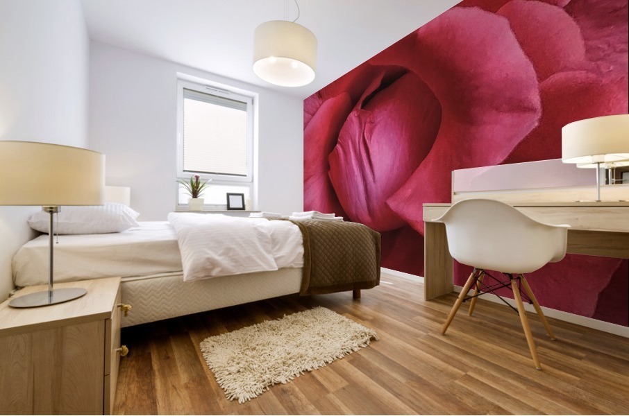 Pink Rose    Mural print
