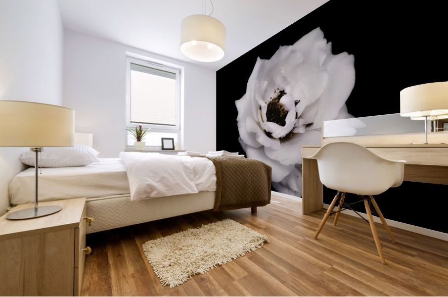 White Rose    Mural print