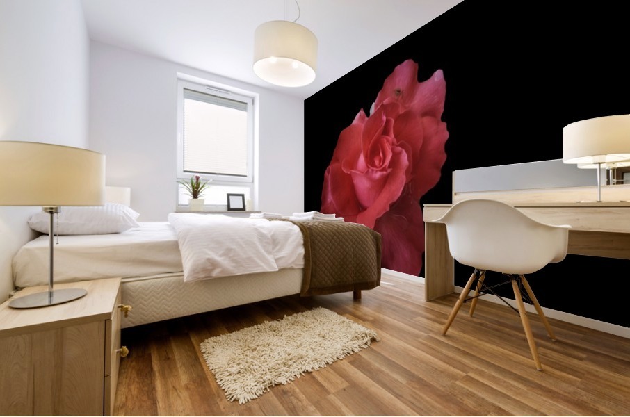 Coral Rose Mural print