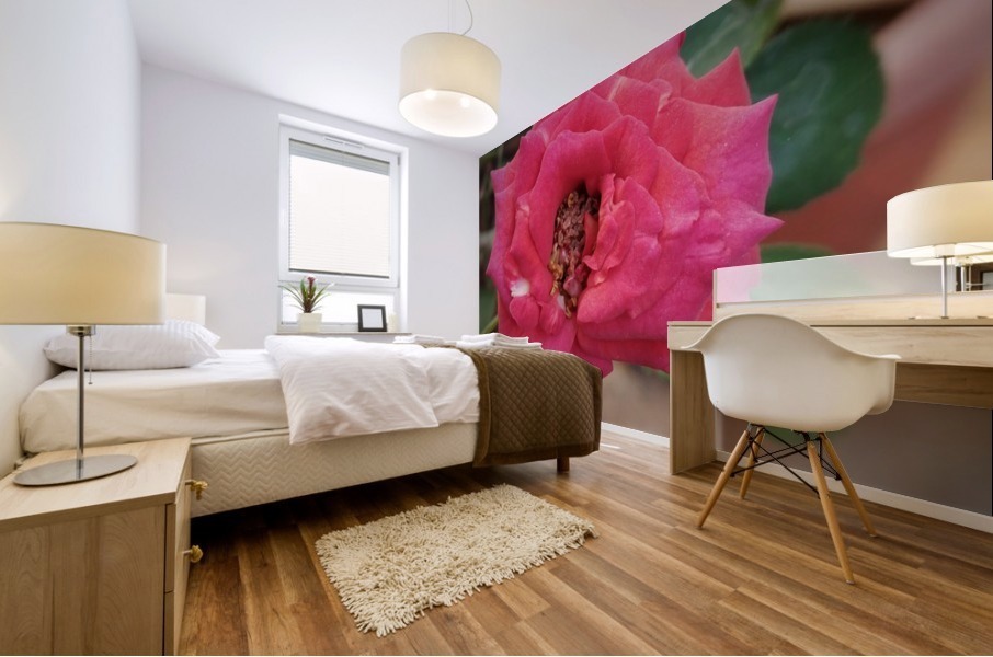 Blooming Red Rose Mural print