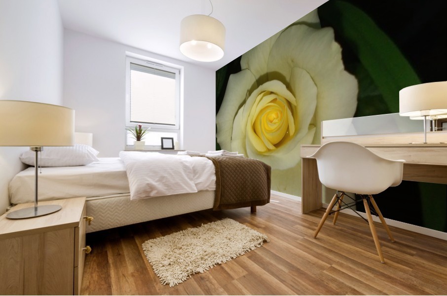 Blooming White Rose  Mural print