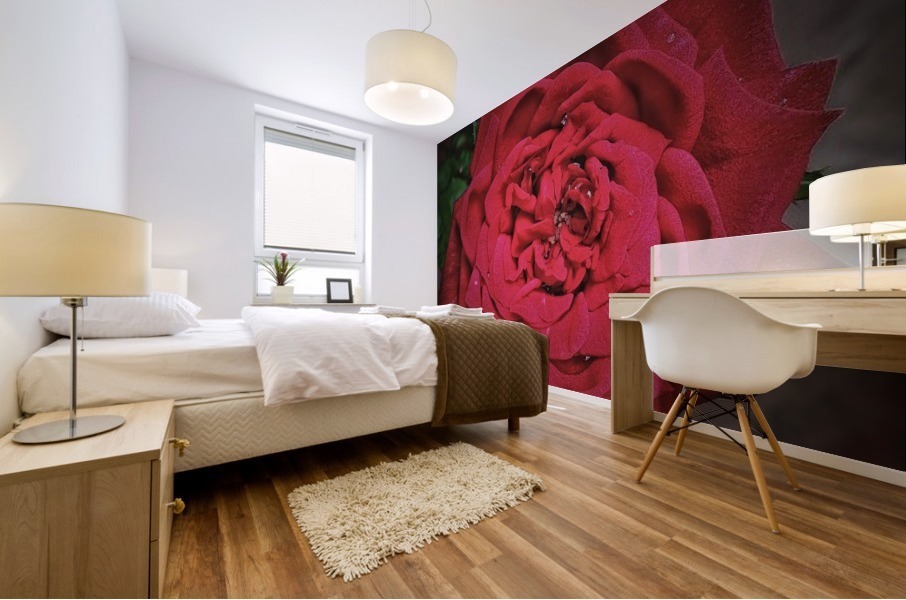 Rainy Drops Red Rose Mural print